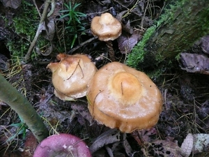 SUPERBES CHAMPIGNONS 030