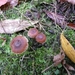 SUPERBES CHAMPIGNONS 032