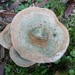 SUPERBES CHAMPIGNONS 035