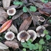 SUPERBES CHAMPIGNONS 036