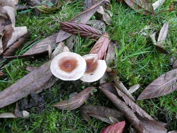 SUPERBES CHAMPIGNONS 037