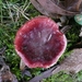 SUPERBES CHAMPIGNONS 038