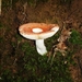 2010_08_29 Arbre 29