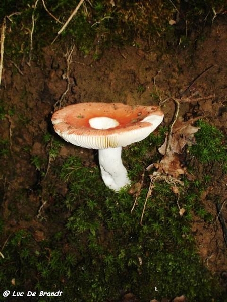 champignons paddestoelen