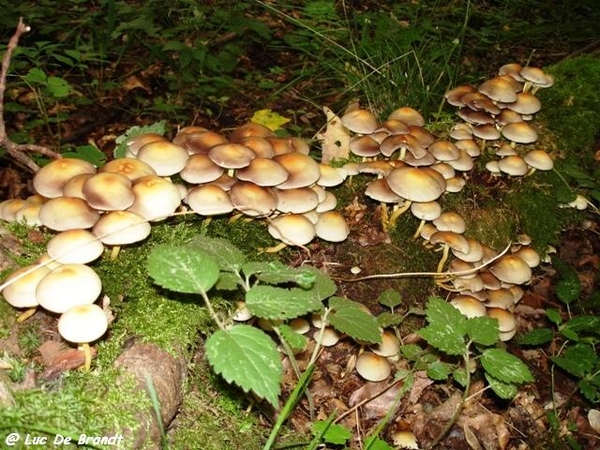 champignons paddestoelen