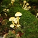 2010_08_29 Arbre 31