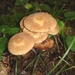 2010_08_29 Arbre 33