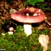2010_08_29 Arbre 41