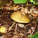 2010_08_29 Arbre 43