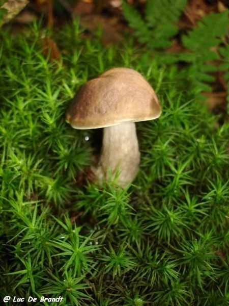 paddestoelen champignons
