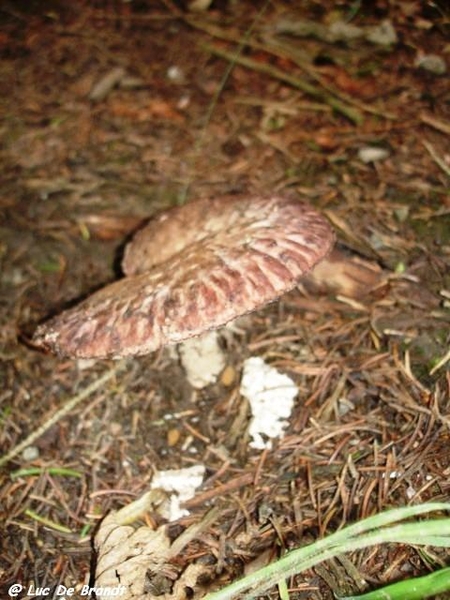 paddestoelen champignons