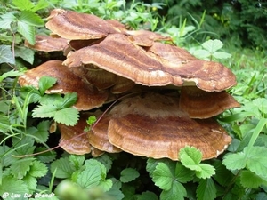 2010_08_29 Arbre 56