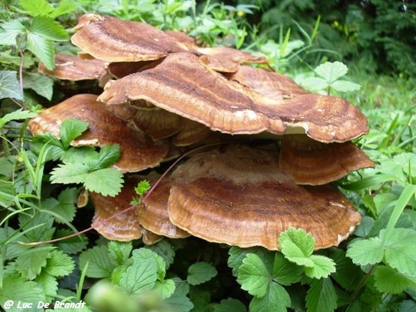 paddestoelen champignons