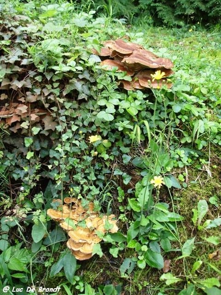 paddestoelen champignons