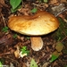 2010_08_29 Arbre 63