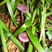 2010_08_29 Arbre 65