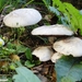 2010_09_04 Romedenne 06