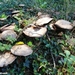 2010_09_04 Romedenne 07
