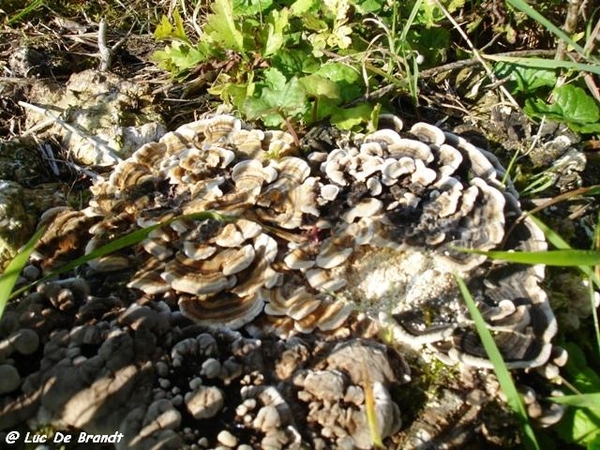 champignons paddestoelen