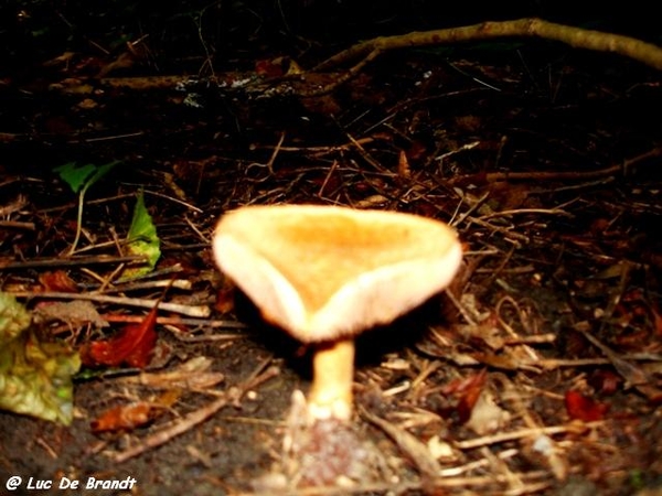 champignons paddestoelen