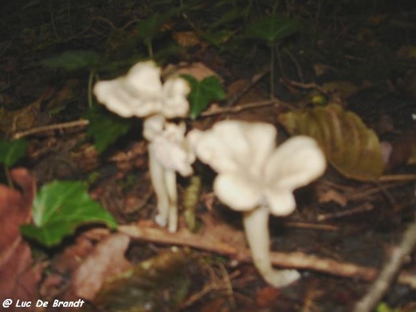 champignons paddestoelen