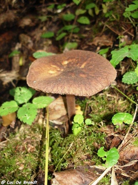 champignons paddestoelen