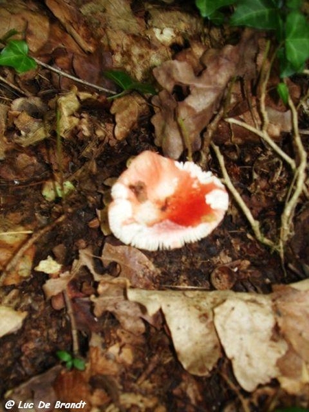 champignons paddestoelen