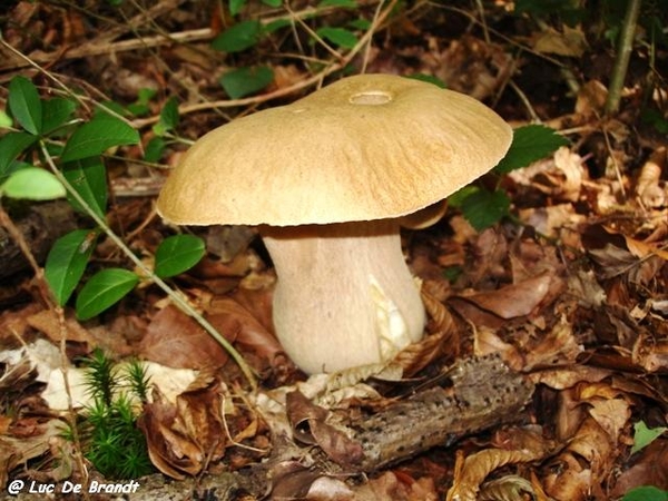 champignons paddestoelen