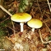 2010_09_05 Doische 52