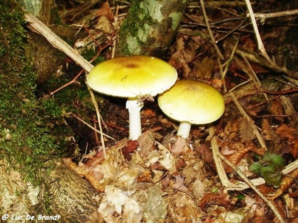 champignons paddestoelen