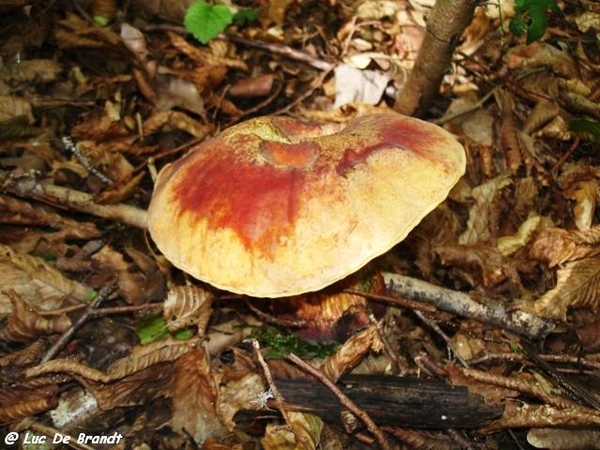 champignons paddestoelen