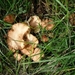 ARBRE 29-08-2010 009