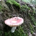 ARBRE 29-08-2010 015
