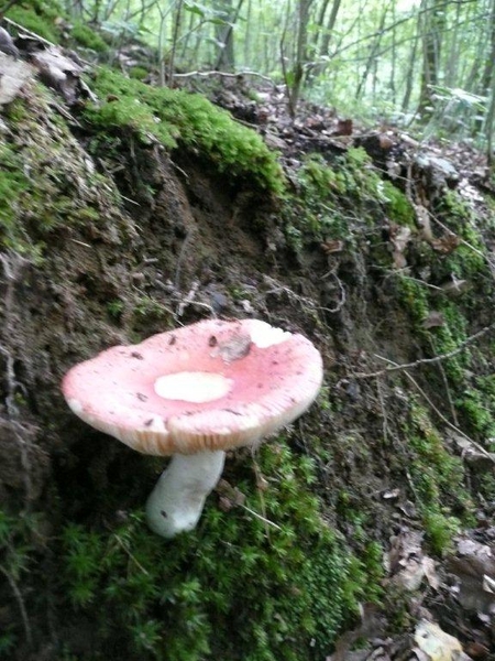 champignons paddestoelen