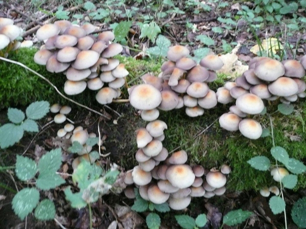 champignons paddestoelen