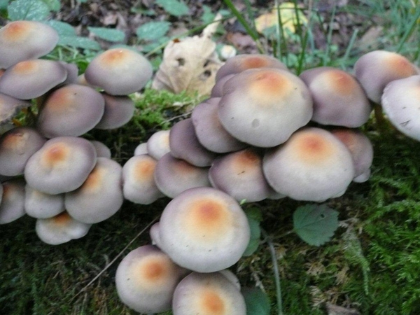 champignons paddestoelen