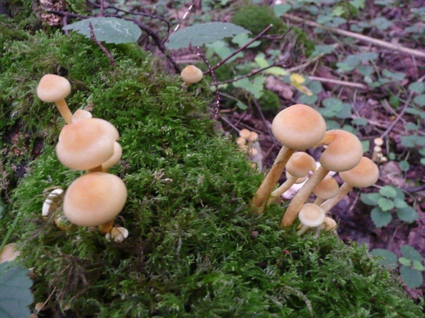 champignons paddestoelen