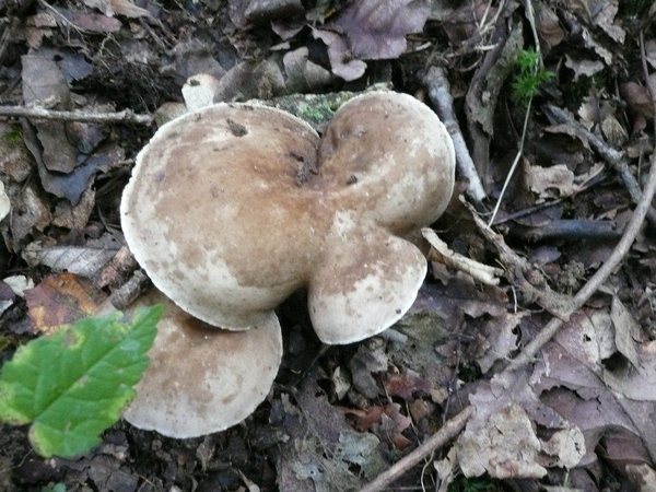 champignons paddestoelen