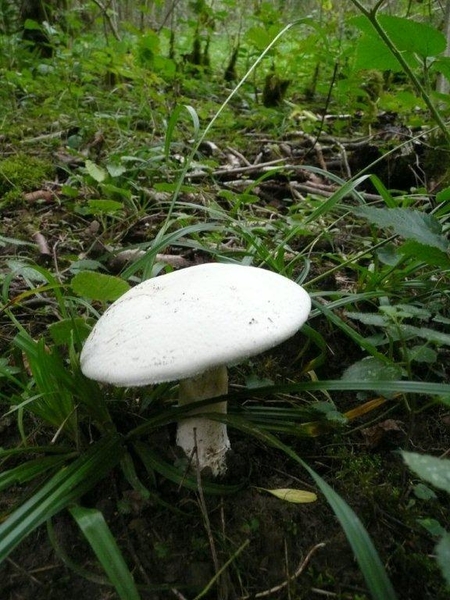 champignons paddestoelen