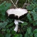 ARBRE 29-08-2010 024