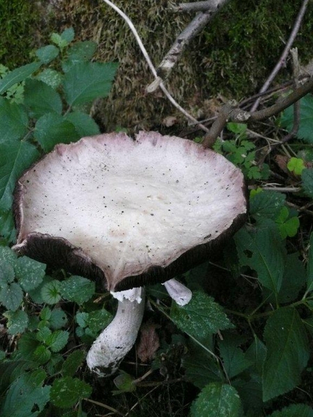 champignons paddestoelen