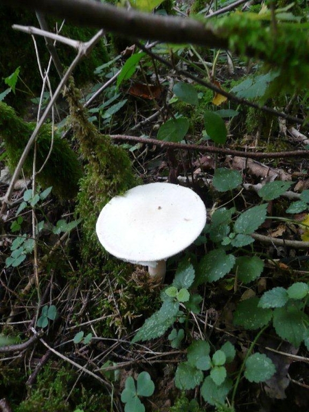 champignons paddestoelen