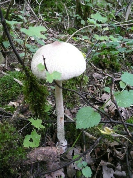 champignons paddestoelen