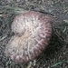 ARBRE 29-08-2010 036