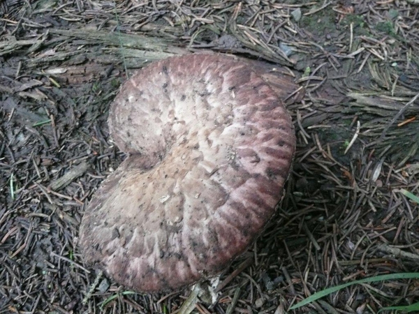 champignons paddestoelen