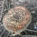 ARBRE 29-08-2010 037
