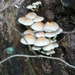 ARBRE 29-08-2010 038