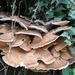 ARBRE 29-08-2010 040
