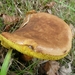 ARBRE 29-08-2010 042
