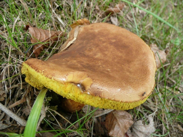 champignons paddestoelen